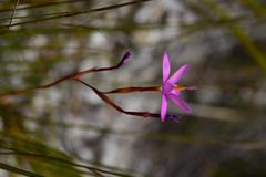 Hesperantha kiaratayloriae