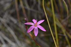 Hesperantha kiaratayloriae