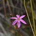 Hesperantha kiaratayloriae - Photo (c) Brittany Arendse, μερικά δικαιώματα διατηρούνται (CC BY-NC), uploaded by Brittany Arendse