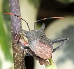 Elasmopoda