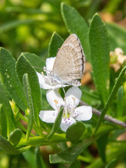 Zizina otis labradus
