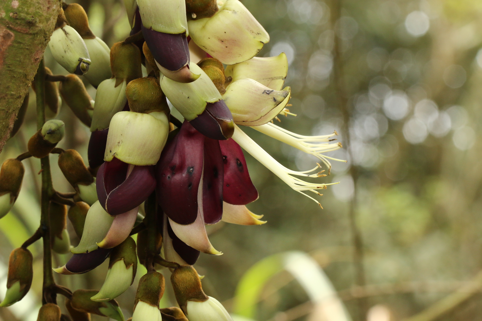 Mucuna