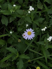 Aster indicus