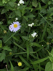 Aster indicus