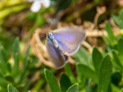 Zizina otis labradus
