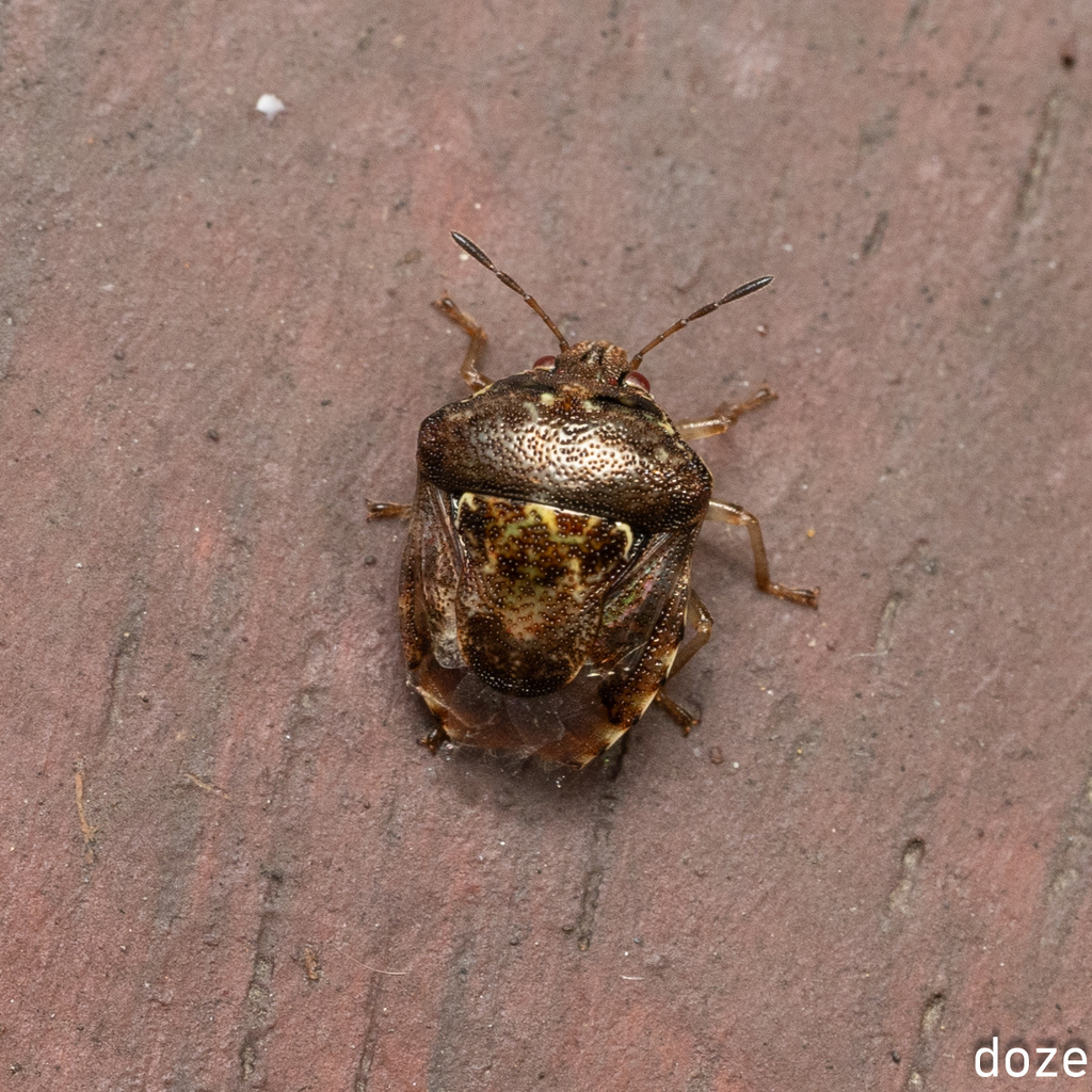Hermolaus amurensis