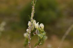 Aspalathus barbigera
