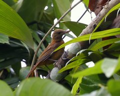 Pitohui kirhocephalus