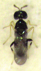 Adelencyrtus odonaspidis