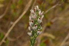 Aspalathus barbigera