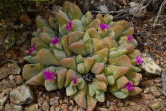Gibbaeum