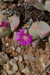 Gibbaeum