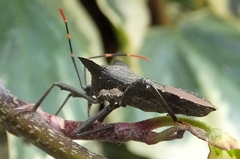 Elasmopoda