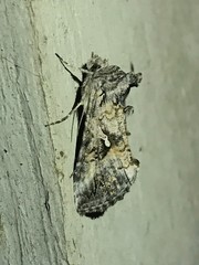 Plusiini