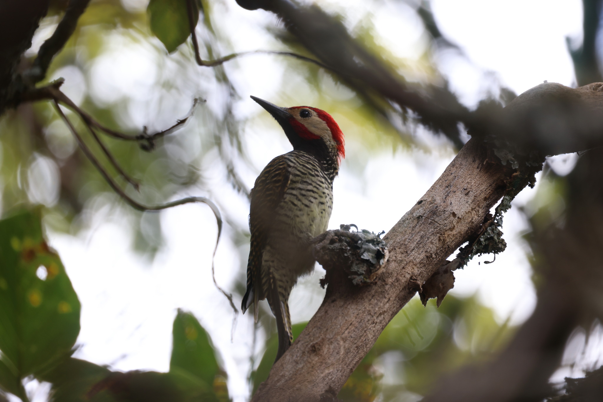 Black-necked Woodpecker (Colaptes atricollis), photo 9