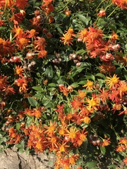 Pseudogynoxys chenopodioides