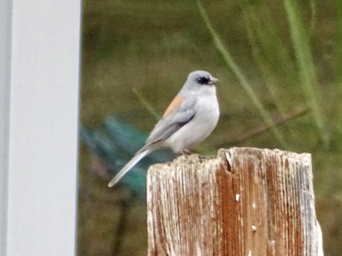 Dark-eyed Junco (Red-backed)