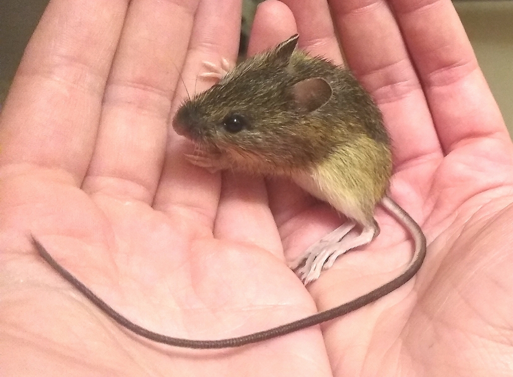 Northwestern Jumping Mouse (Zapus saltator)