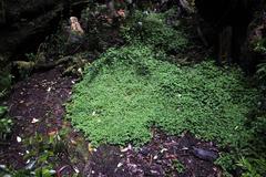 Dysopsis glechomoides
