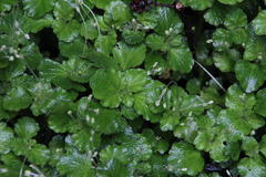 Dysopsis glechomoides