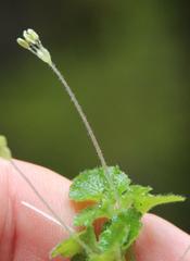 Dysopsis glechomoides