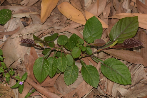 Image of Tadehagi triquetrum by (c) deepachandran, some rights reserved (CC BY-SA)