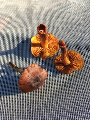 Cortinarius cinnamomeus