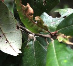 Aextoxicon punctatum