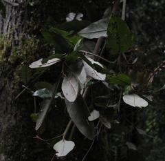 Aextoxicon punctatum