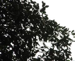 Aextoxicon punctatum