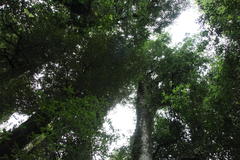 Aextoxicon punctatum