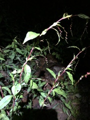 Persicaria pubescens