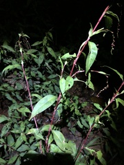 Persicaria pubescens