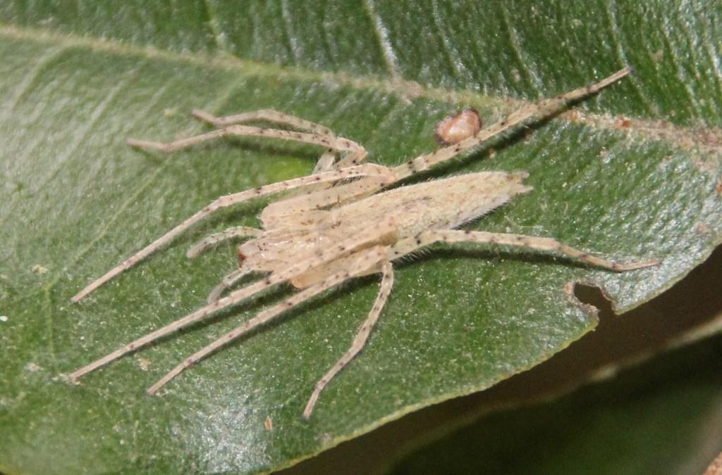 Oxysoma punctatum