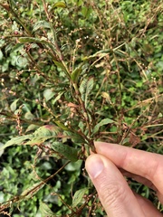 Persicaria pubescens