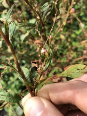 Persicaria pubescens