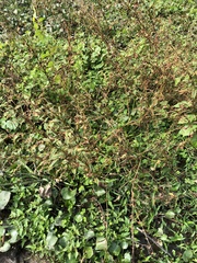 Persicaria pubescens