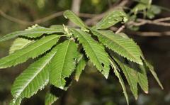 Caldcluvia paniculata