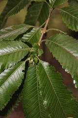 Caldcluvia paniculata