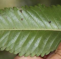 Caldcluvia paniculata