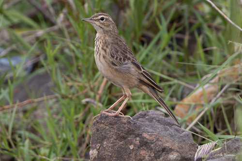 Subespecies Anthus similis hararensis · iNaturalist Mexico