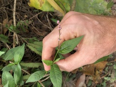 Persicaria pubescens