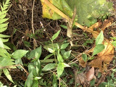 Persicaria pubescens
