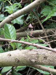 Persicaria pubescens