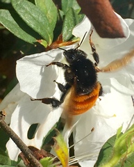 Bombus bicoloratus
