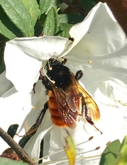 Bombus bicoloratus