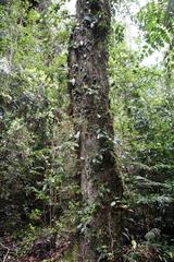 Hydrangea serratifolia