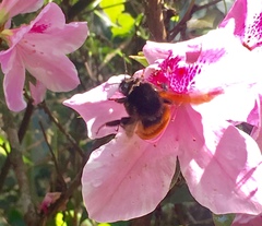 Bombus bicoloratus