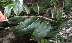 Hydrangea serratifolia