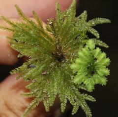 Dendrohypopterygium arbuscula